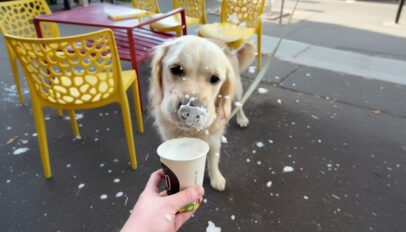 A happy dog relaxing in the Pet-friendly garden at Cafe Go, Geelong.